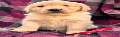 Puppy 4