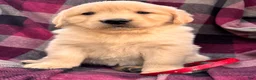 Golden Retriever dogs for sale: Puppy 4 - Ad 1
