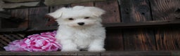 Maltese dogs for sale: Roxanne - Ad 2