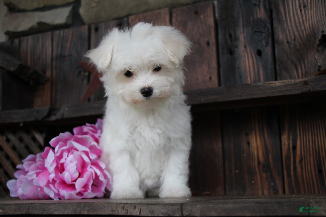 Maltese dogs for sale: Roxanne - Ad 2