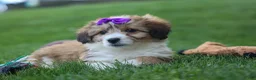 Corgipoo dogs for sale: NELLY - Ad 8