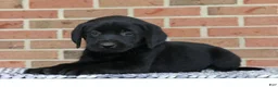 Labrador Retriever dogs for sale: Bonnie - Ad 4