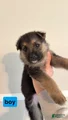 German Shepherd Puppy 4