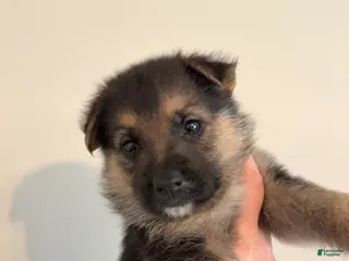 German Shepherd dogs German Shepherd Puppy 4 - Ad 18