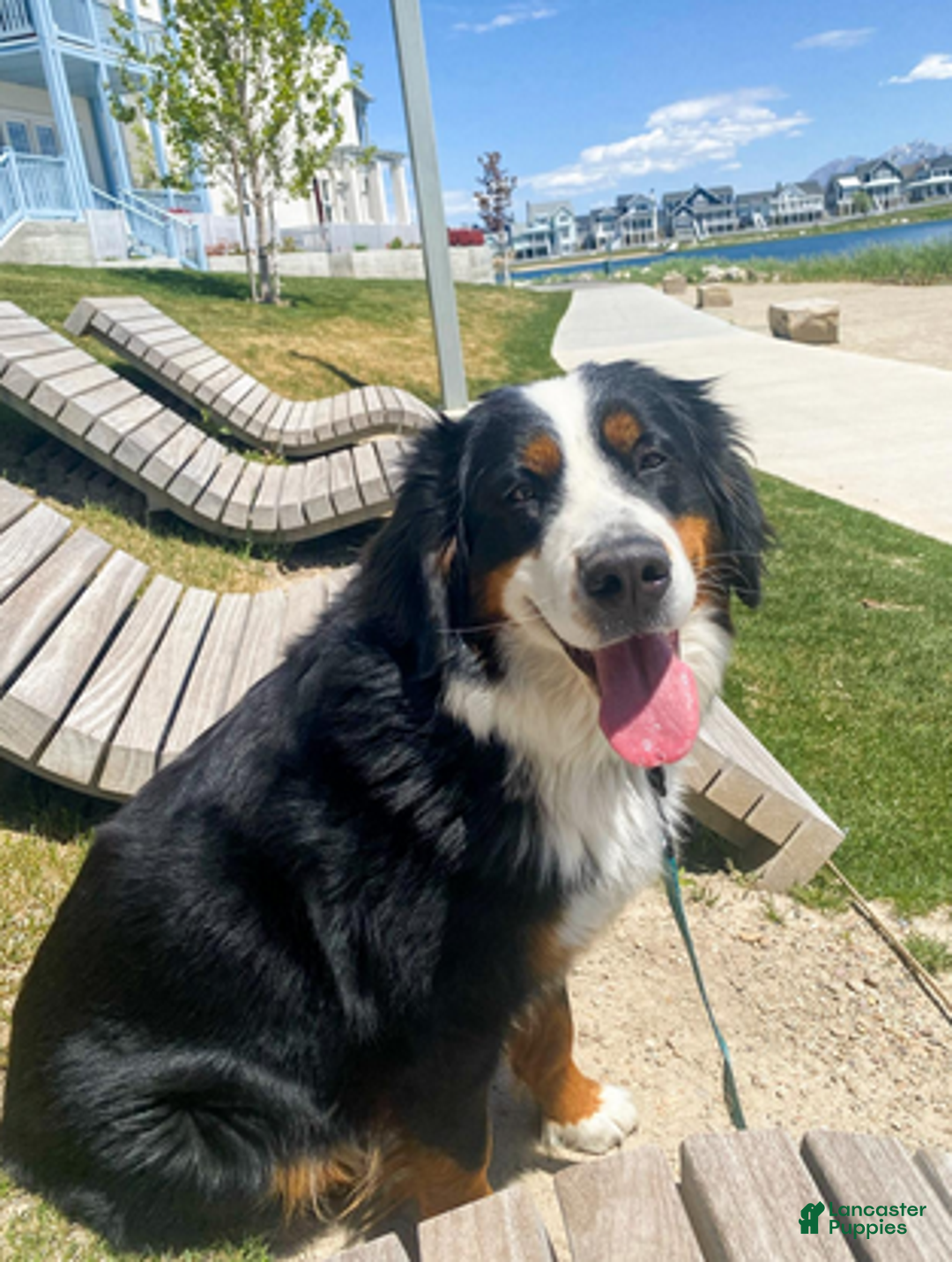 Bernedoodle dogs for sale: Charlotte - Ad 2