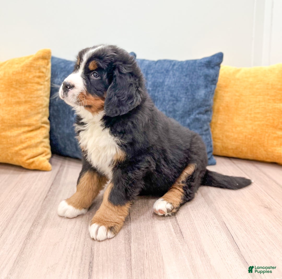 Bernese Mountain Dog dogs for sale: Rusty - Ad 4