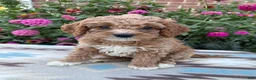 Cockapoo dogs for sale: Violet - Ad 1