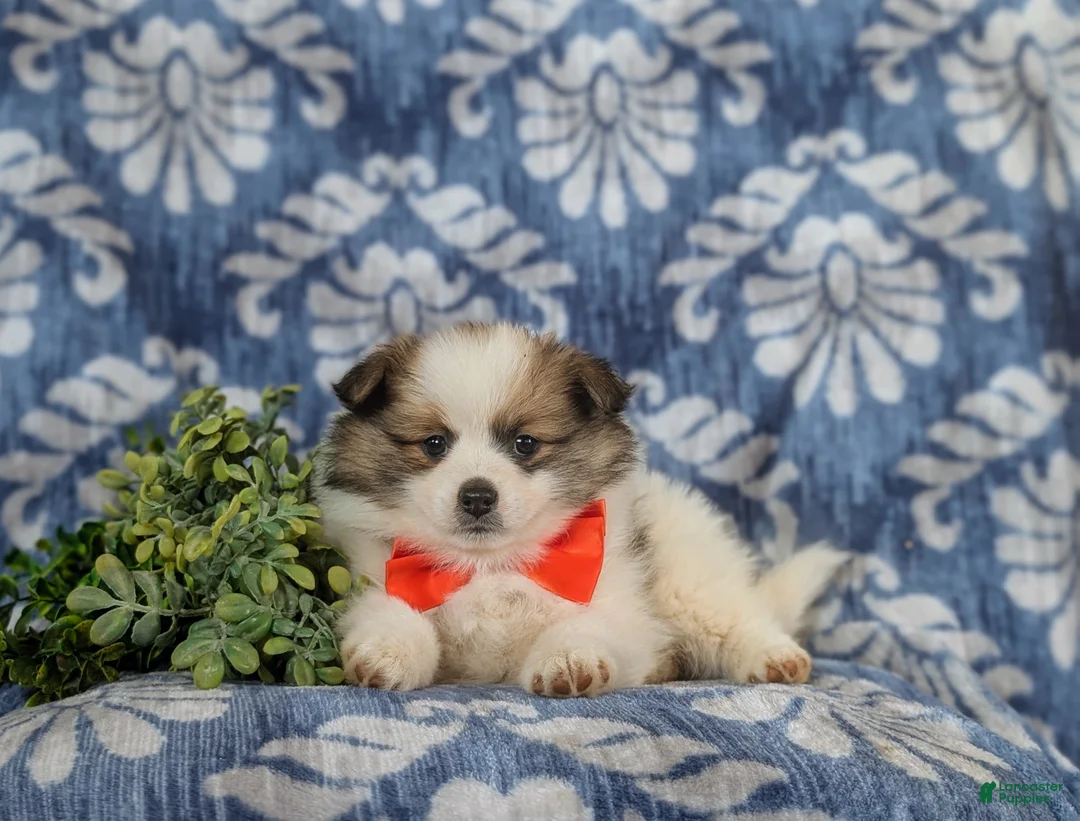 Pomeranian dogs for sale: Lamar - Ad 5