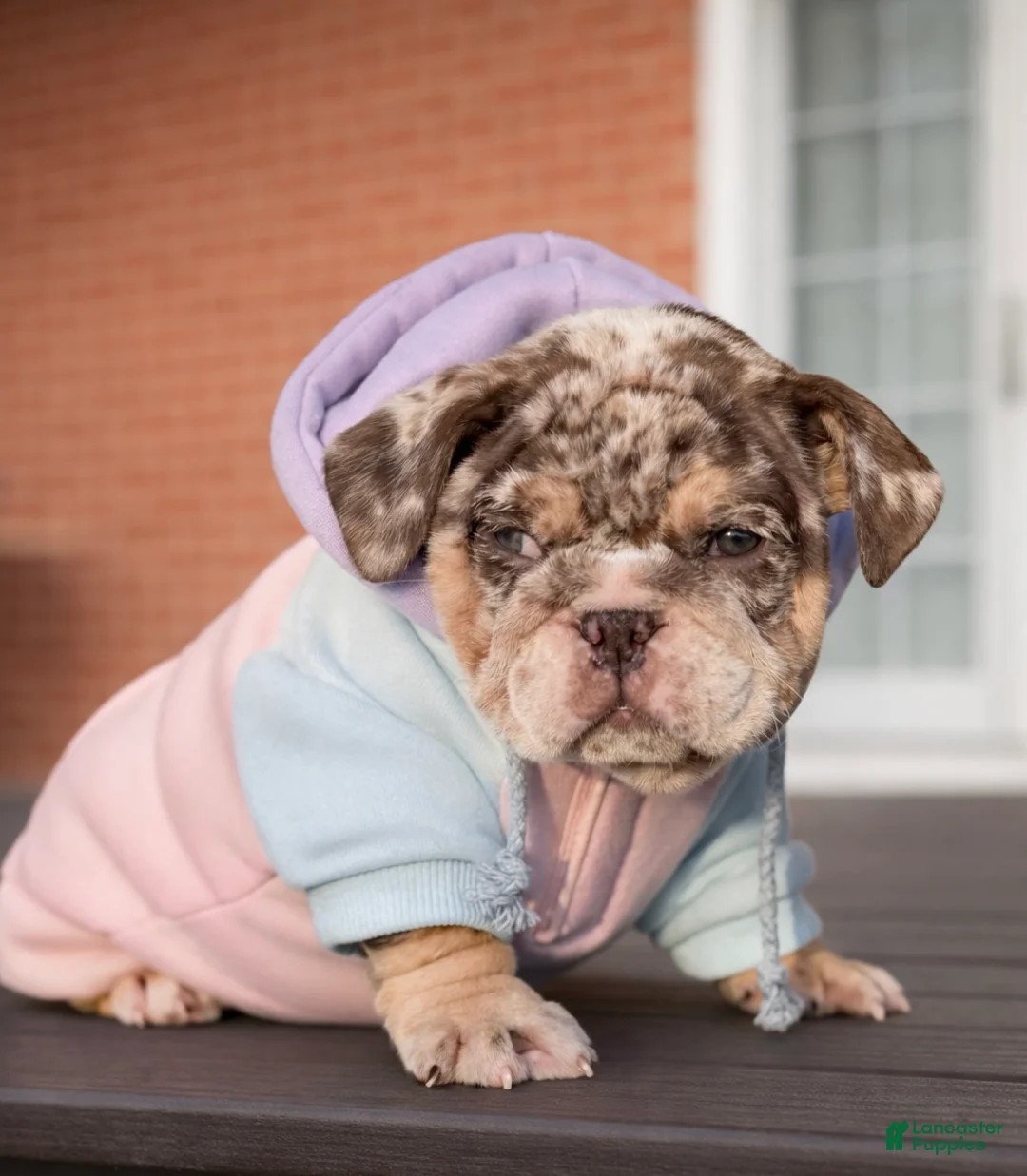 English Bulldog dogs for sale: Bonnie - Ad 12