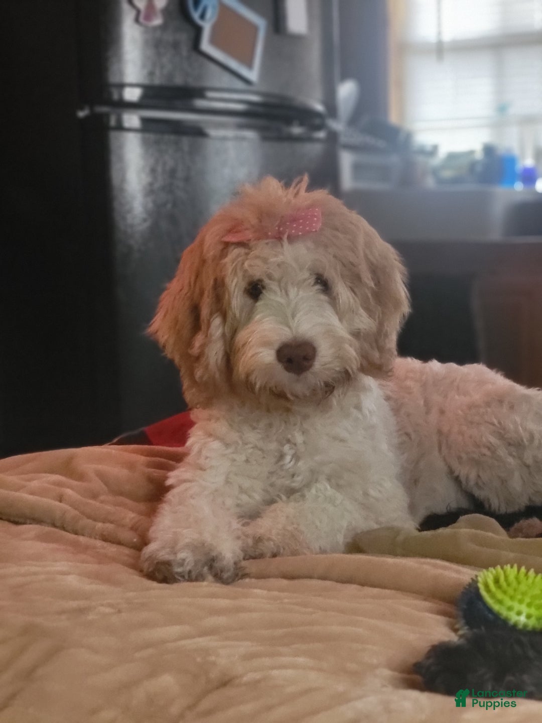 Labradoodle dogs for sale: Creamy mae - Ad 20