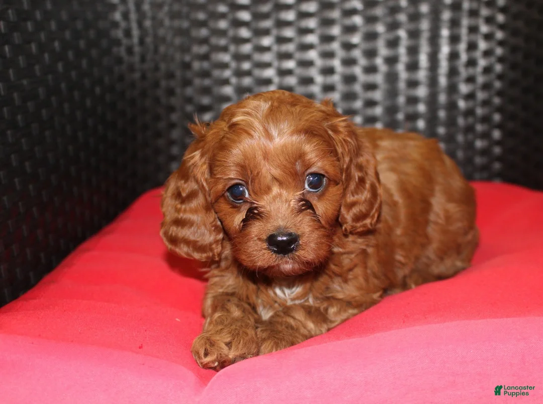 Cavapoo dogs for sale: Daisy - Ad 1