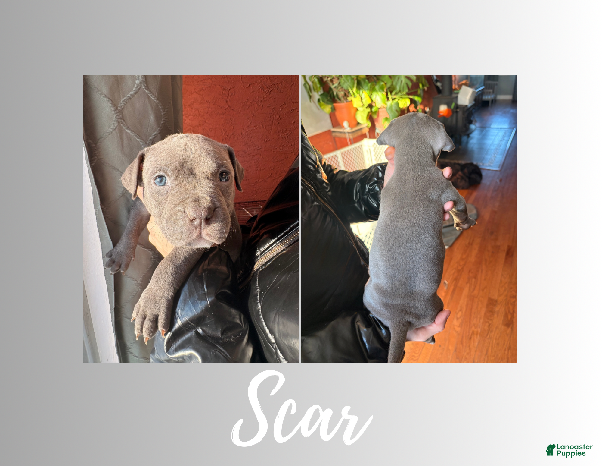 American Pit Bull Terrier dogs American Pit Bull Terrier Puppy 2 - Ad 14