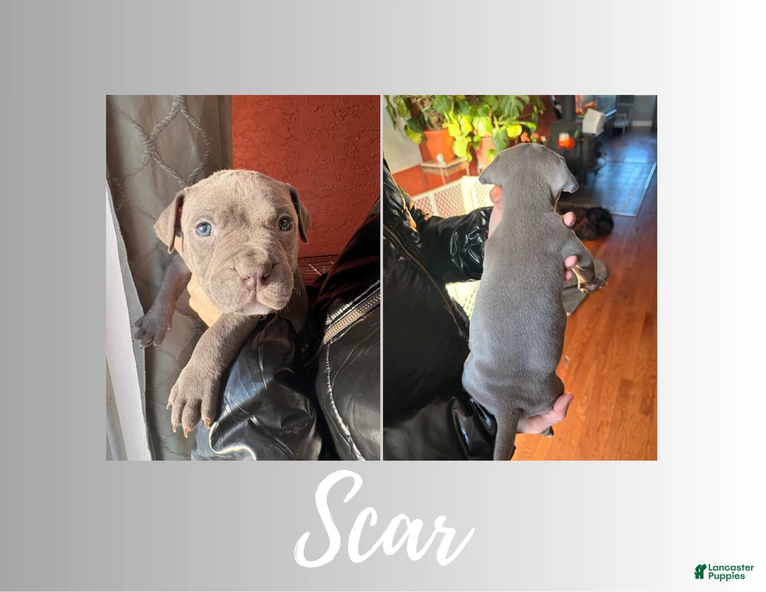 American Pit Bull Terrier dogs for sale: American Pit Bull Terrier Puppy 2 - Ad 1