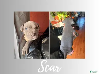 American Pit Bull Terrier dogs American Pit Bull Terrier Puppy 2 - Ad 13