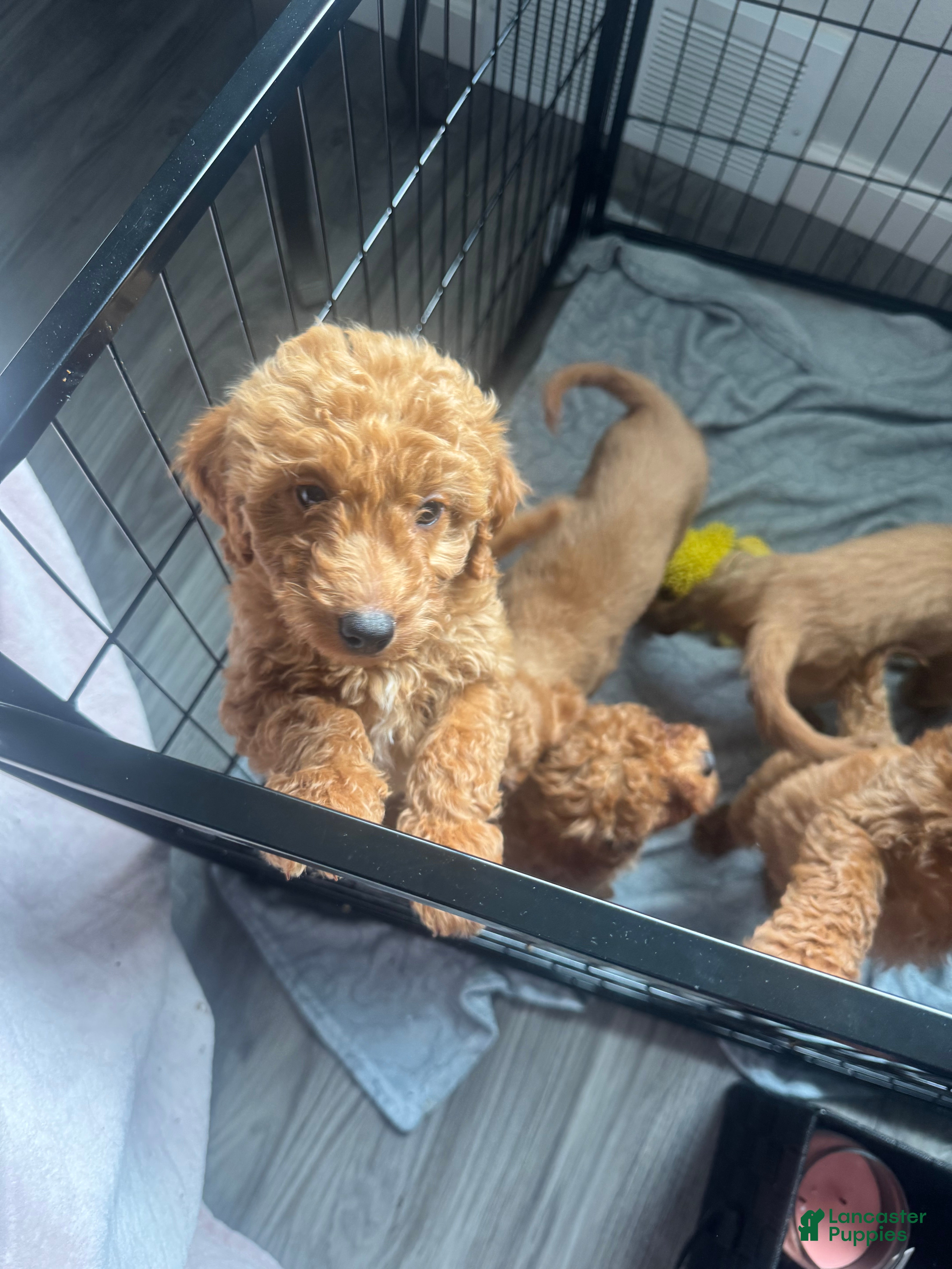 Mini Goldendoodle dogs for sale: Mini Goldendoodle 5 - Ad 3