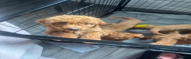 Mini Goldendoodle 5