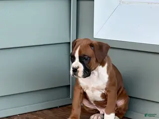 Boxer dogs Bruiser - Ad 38