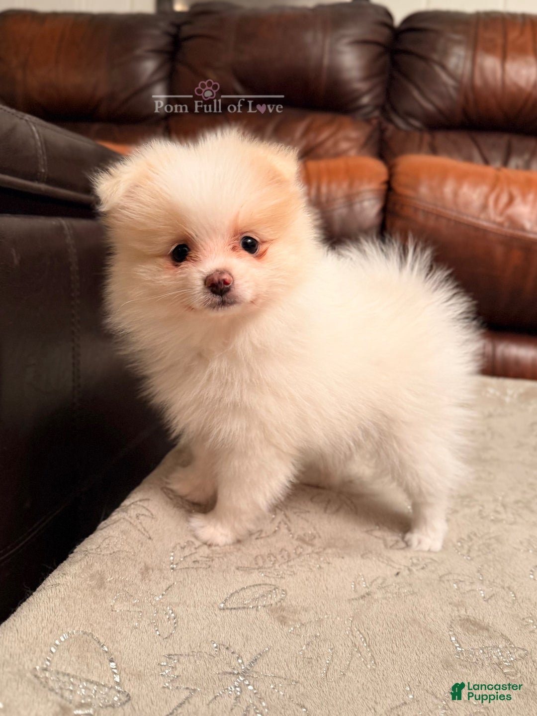 Pomeranian dogs for sale: AKC Aurora - Ad 6