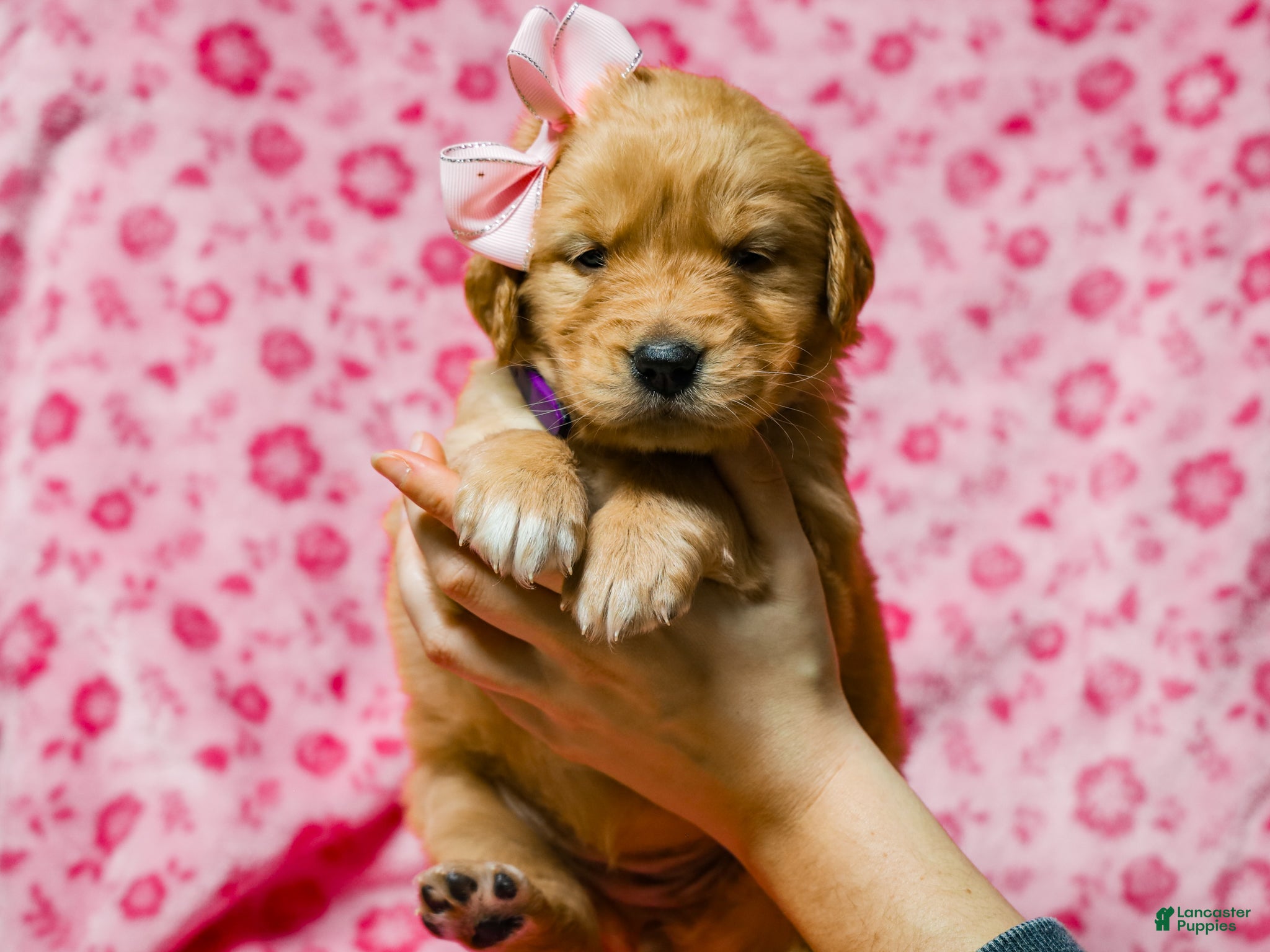 Golden Retriever dogs Dinah AKC Golden Retriever Pup - Ad 2