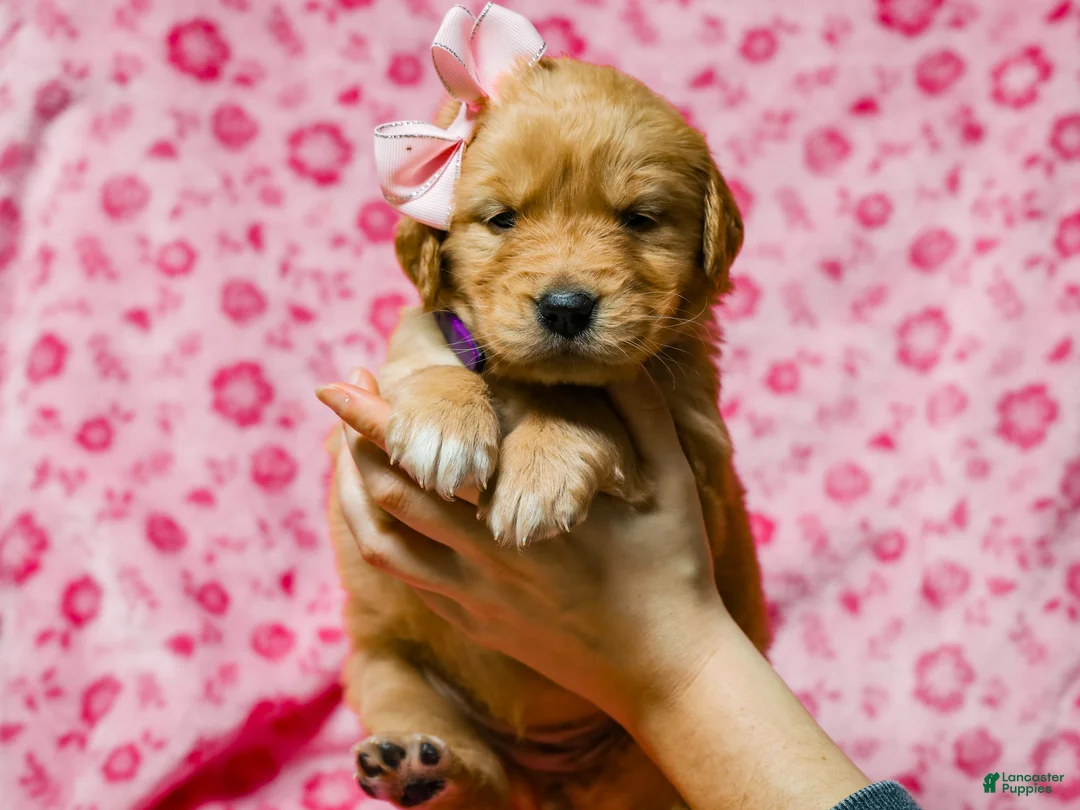 Golden Retriever dogs for sale: Dinah AKC Golden Retriever Pup - Ad 2