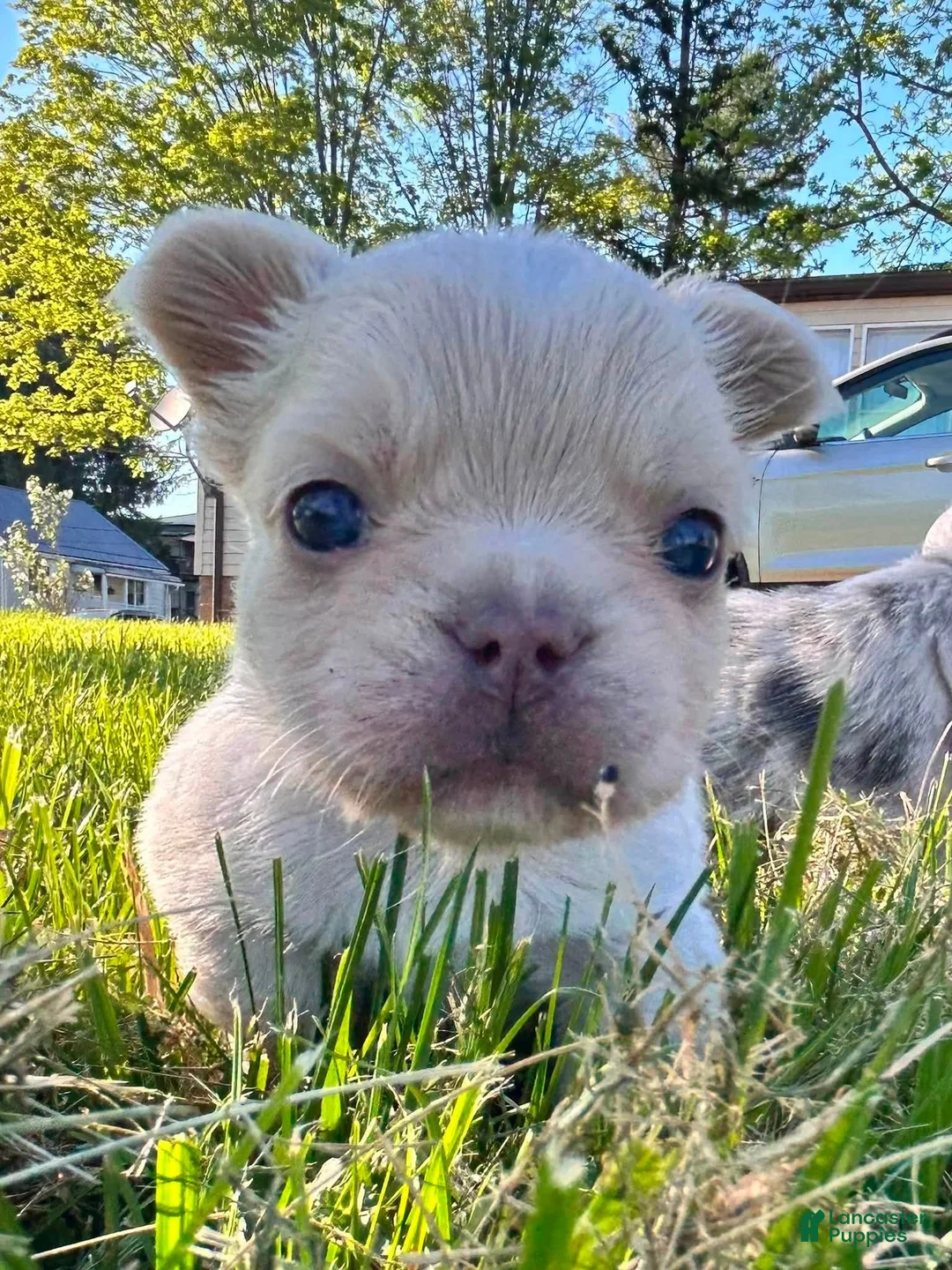 French Bulldog dogs for sale: Skye - Ad 2
