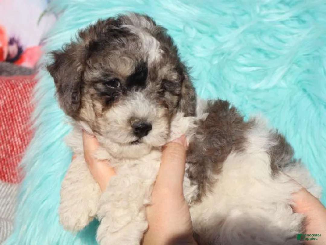 Bichpoo dogs for sale: Blaine - Ad 3