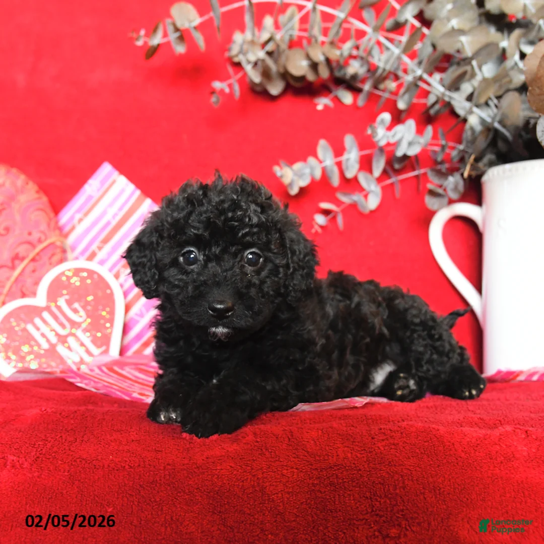 Yorkiepoo dogs for sale: Cuddles - Ad 2