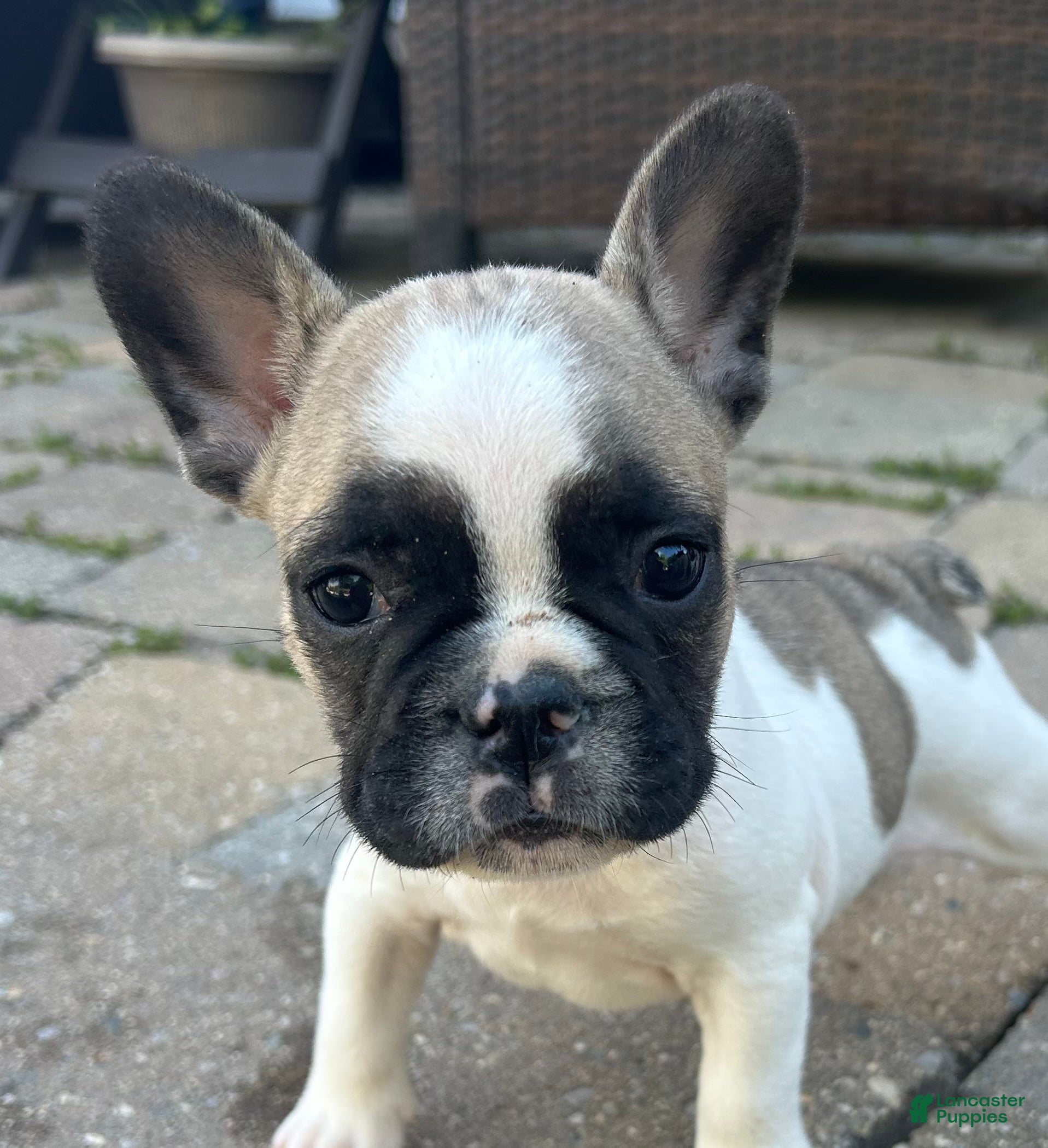 French Bulldog dogs Peter - Ad 10