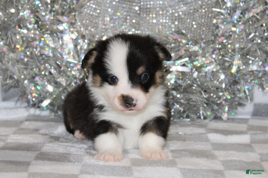 Welsh Corgi Pembroke dogs for sale: OFA Parents Farley - Ad 1