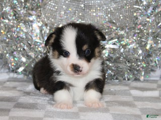 Welsh Corgi Pembroke dogs OFA Parents Farley - Ad 33