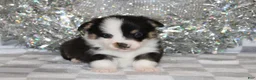 Welsh Corgi Pembroke dogs for sale: Carlotta - Ad 15