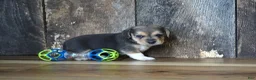 Beagle dogs for sale: Chase - Ad 7