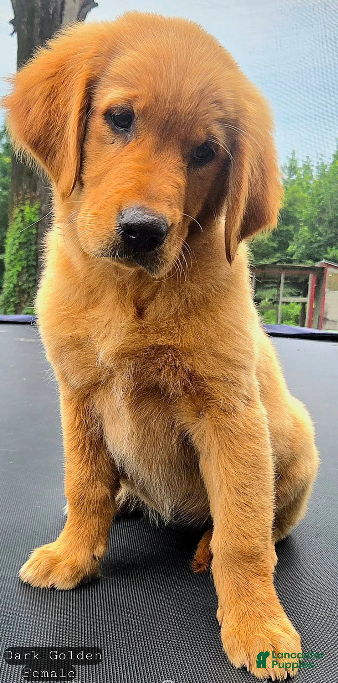 Golden Retriever dogs for sale: Golden Retriever 4 - Ad 3