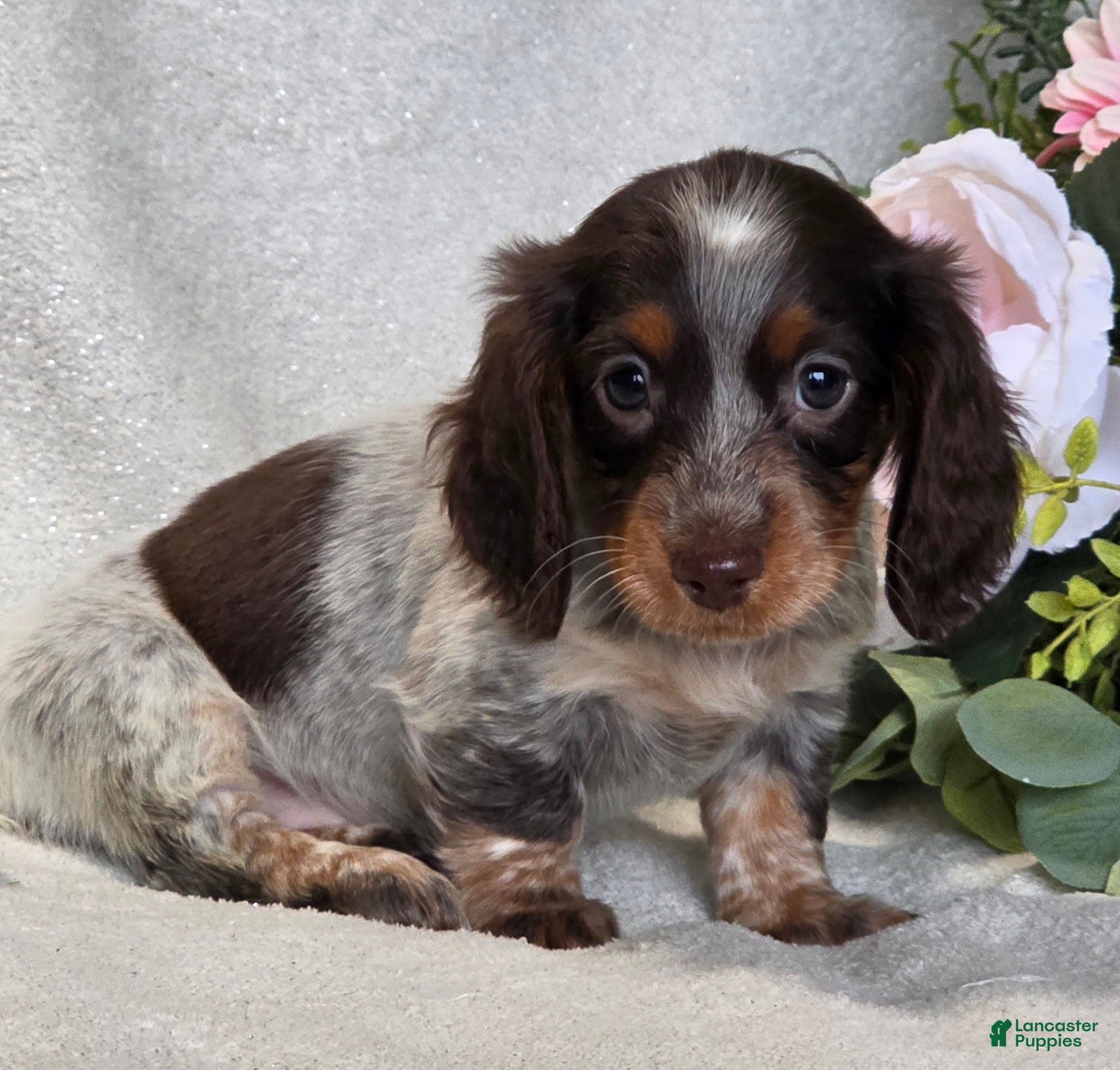 Miniature Dachshund dogs Rubie - Ad 2