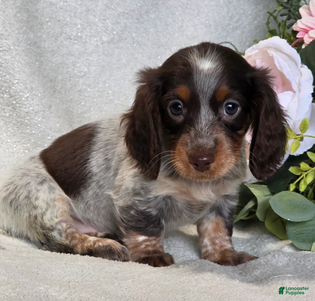 Miniature Dachshund dogs for sale: Rubie - Ad 2