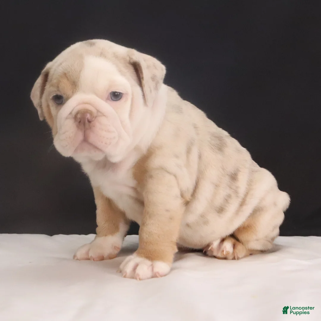 English Bulldog dogs for sale: Tammy - Ad 10