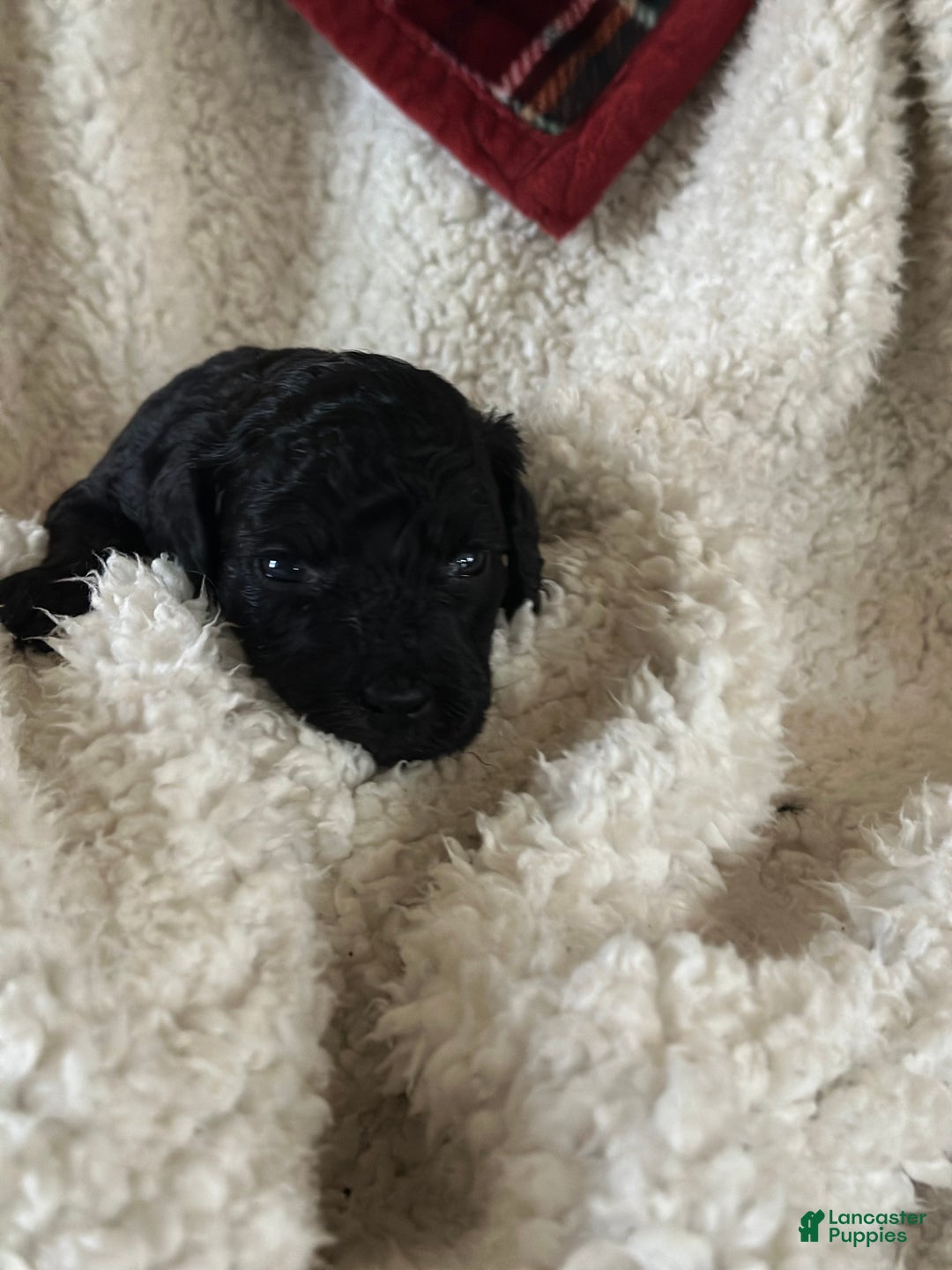 Mini Goldendoodle dogs for sale: Pepper - Ad 1