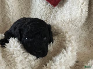 Mini Goldendoodle dogs Pepper - Ad 38