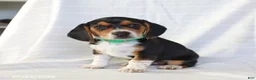 Beagle dogs for sale: Alexa - Ad 4