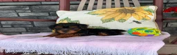 Yorkiepoo dogs for sale: Banjo - Ad 3