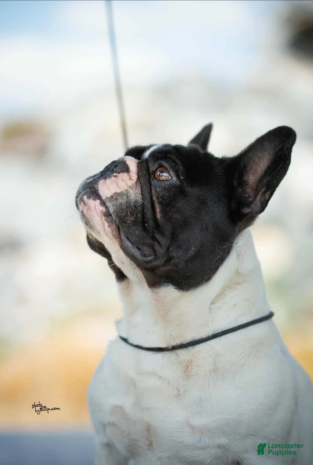French Bulldog dogs for stud: Kasper - Ad 5