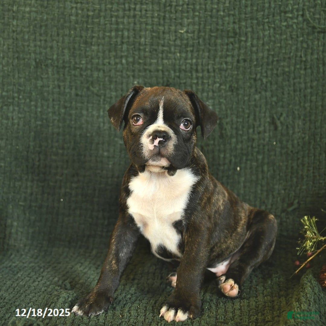 Frenchton dogs for sale: Buddy - Ad 1