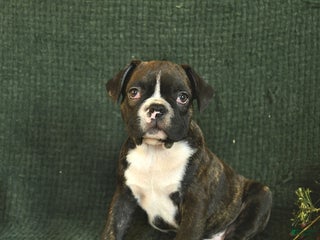 Frenchton dogs Buddy - Ad 34