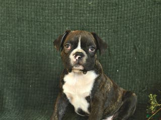 Frenchton dogs Buddy - Ad 18