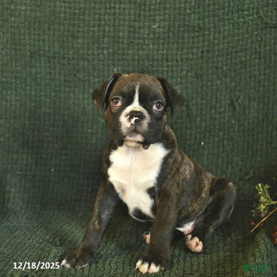 Frenchton dogs for sale: Buddy - Ad 1