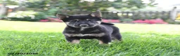 Shiba Inu dogs for sale: Sadie - Ad 1