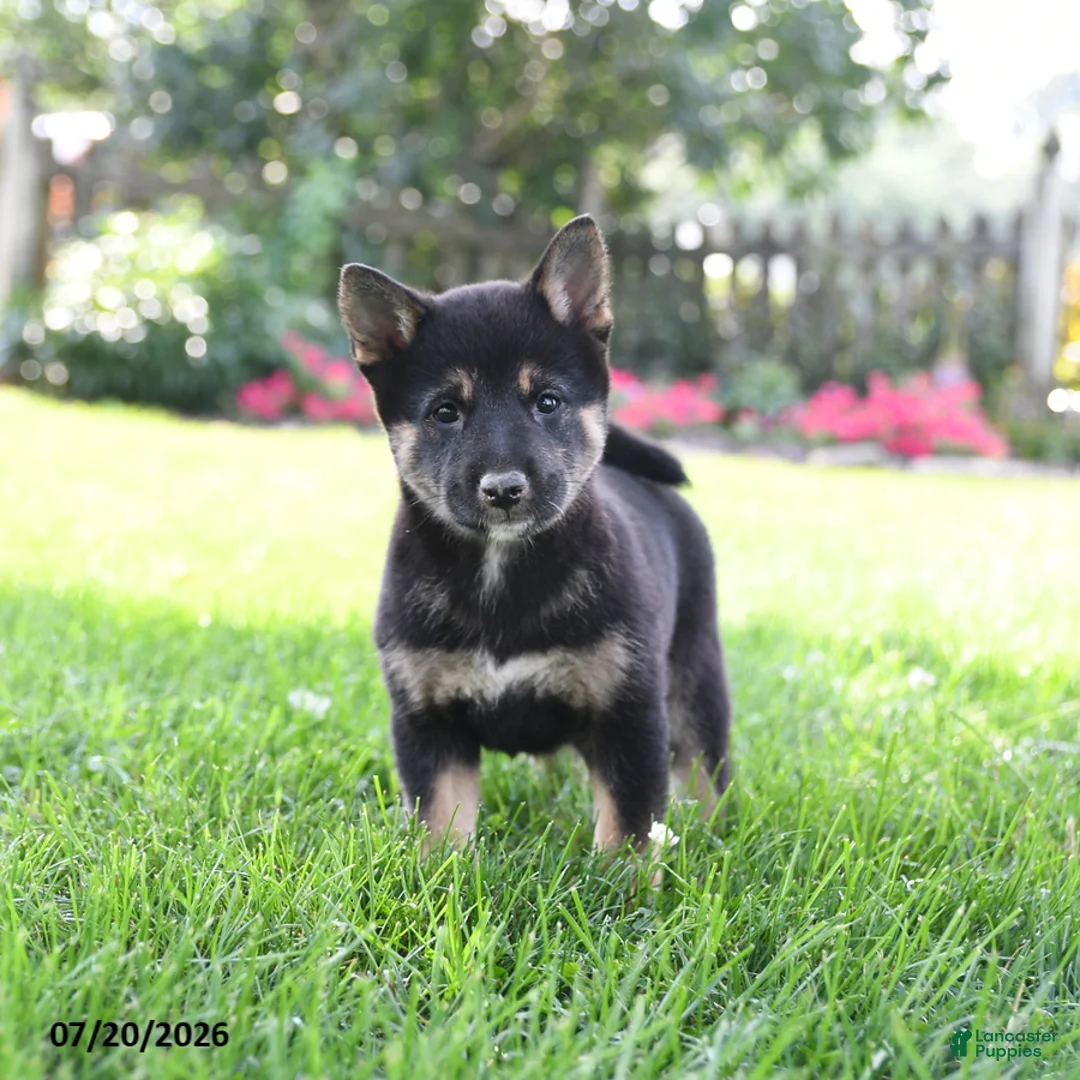 Shiba Inu dogs for sale: Sadie - Ad 1