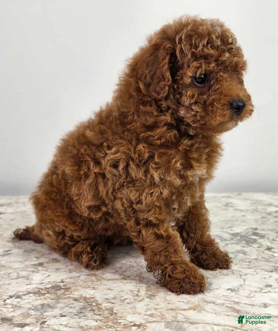 Miniature Poodle dogs for sale: Finley - Ad 2