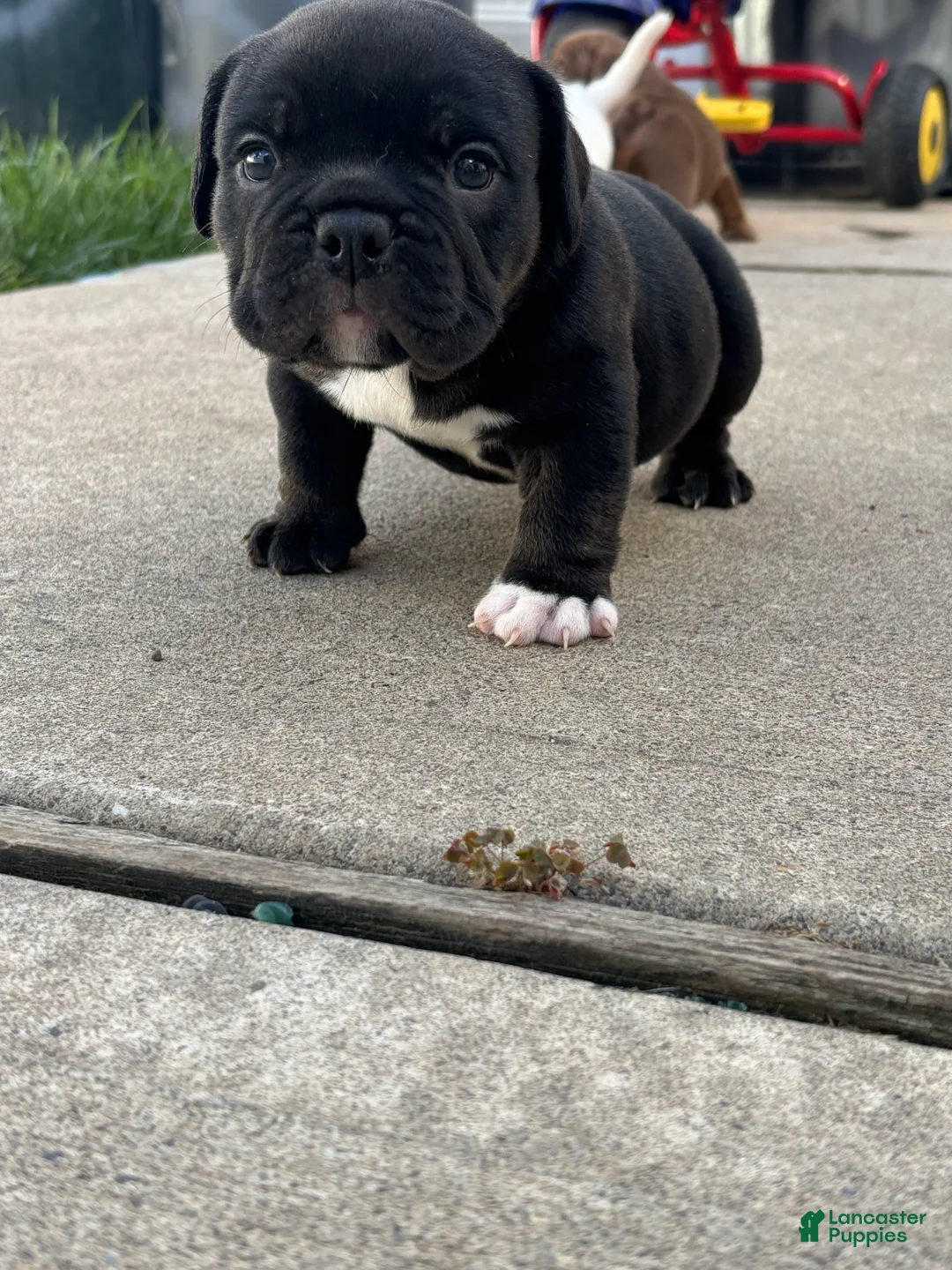 American Bully dogs for sale: American Bully Puppy 3 - Ad 8