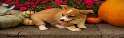 Welsh Corgi Pembroke dogs for sale: Tramp - Ad 4